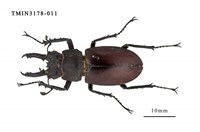 藏品(台灣深山鍬形蟲)的圖片